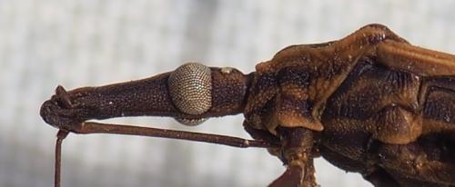 Rhodnius robustus